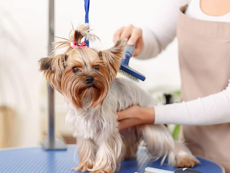 The Ultimate Dog Supplement For Joints And Hips: K9 Collagen